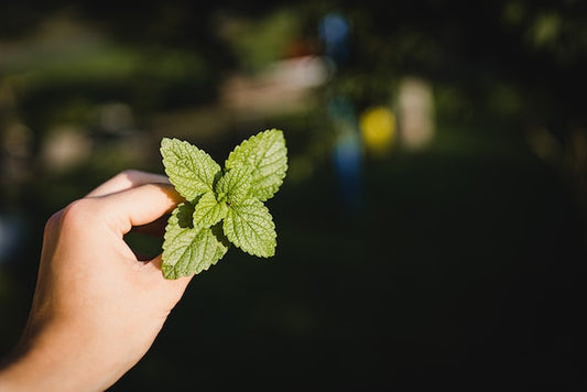 The Ultimate Guide to Choosing the Best Essential Oil Diffuser for Travel